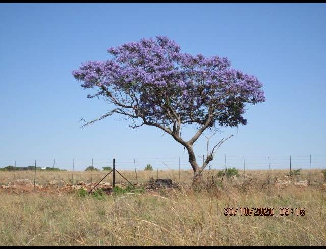 FARM FOR SALE IN LANSERIA